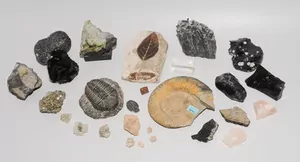 Schuler Auktionen AG - Lot: Mineralien und Versteinerungen