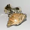 Schuler Auktionen AG - Wassermann-Figur mit Trinkschale