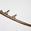 Schuler Auktionen AG - Schwert, Tachi