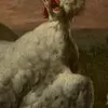 Schuler Auktionen AG - Casteels, Pieter III