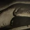 Schuler Auktionen AG - Enzo Cucchi