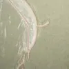 Schuler Auktionen AG - Helen Frankenthaler
