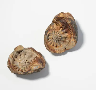 Schuler Auktionen AG - Fossil, Ammonit