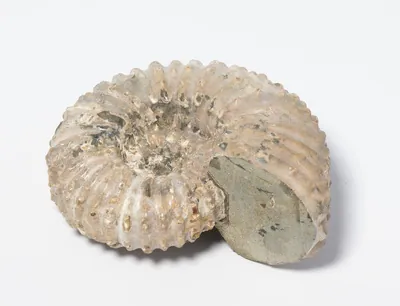 Schuler Auktionen AG - Fossil, Ammonit