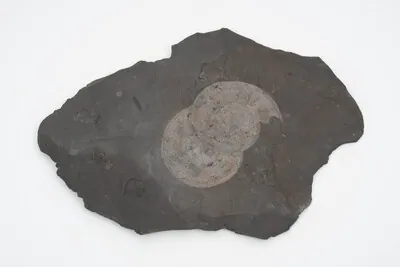 Schuler Auktionen AG - Fossil, Ammoniten