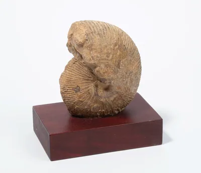 Schuler Auktionen AG - Fossil, Ammonit