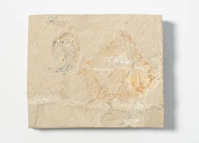 Schuler Auktionen AG - Fossil, Schwimmkrebs mit Fisch
