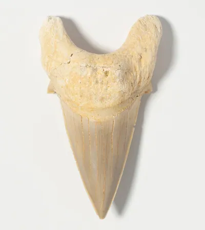 Schuler Auktionen AG - Fossil, Haizahn