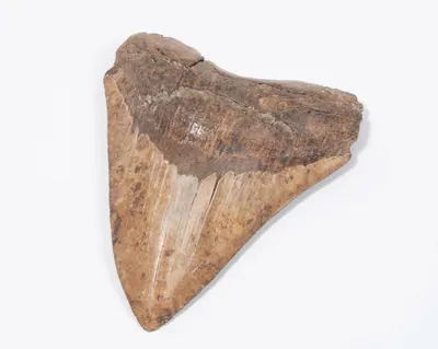 Schuler Auktionen AG - Fossil, Megalodonzahn