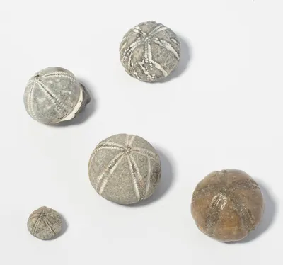 Schuler Auktionen AG - Lot Fossilien, Seeigel