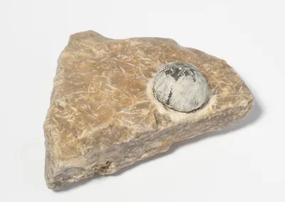 Schuler Auktionen AG - Fossil, Seeigel