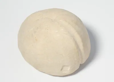 Schuler Auktionen AG - Fossil, Seeigel