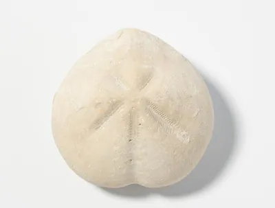 Schuler Auktionen AG - Fossil, Seeigel