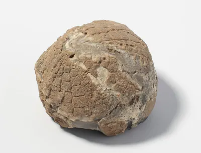 Schuler Auktionen AG - Fossil, Seeigel