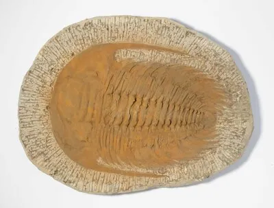 Schuler Auktionen AG - Fossil, Trilobit
