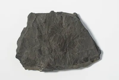 Schuler Auktionen AG - Fossil, Schachtelhalm