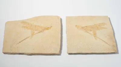Schuler Auktionen AG - Fossil, Riesenlibelle