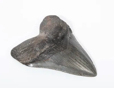 Schuler Auktionen AG - Fossil, Megalodonzahn