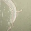 Schuler Auktionen AG - Helen Frankenthaler