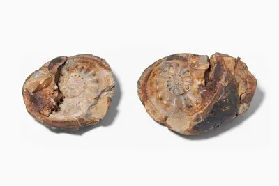 Schuler Auktionen AG - Ammonit