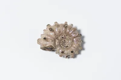 Schuler Auktionen AG - Ammonit