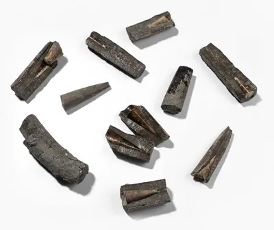 Schuler Auktionen AG - Lot: Belemniten