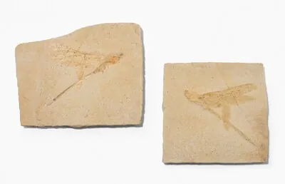 Schuler Auktionen AG - Riesenlibelle