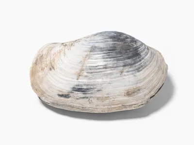 Schuler Auktionen AG - Muschel