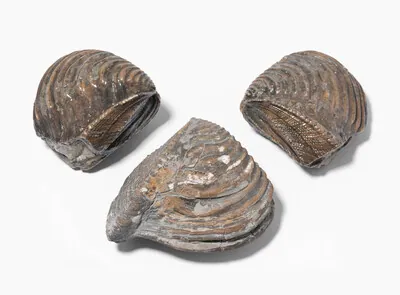 Schuler Auktionen AG - Lot: 3 Muscheln