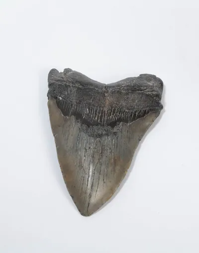 Schuler Auktionen AG - Megalodonzahn