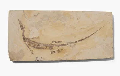 Schuler Auktionen AG - Schwimmsaurier